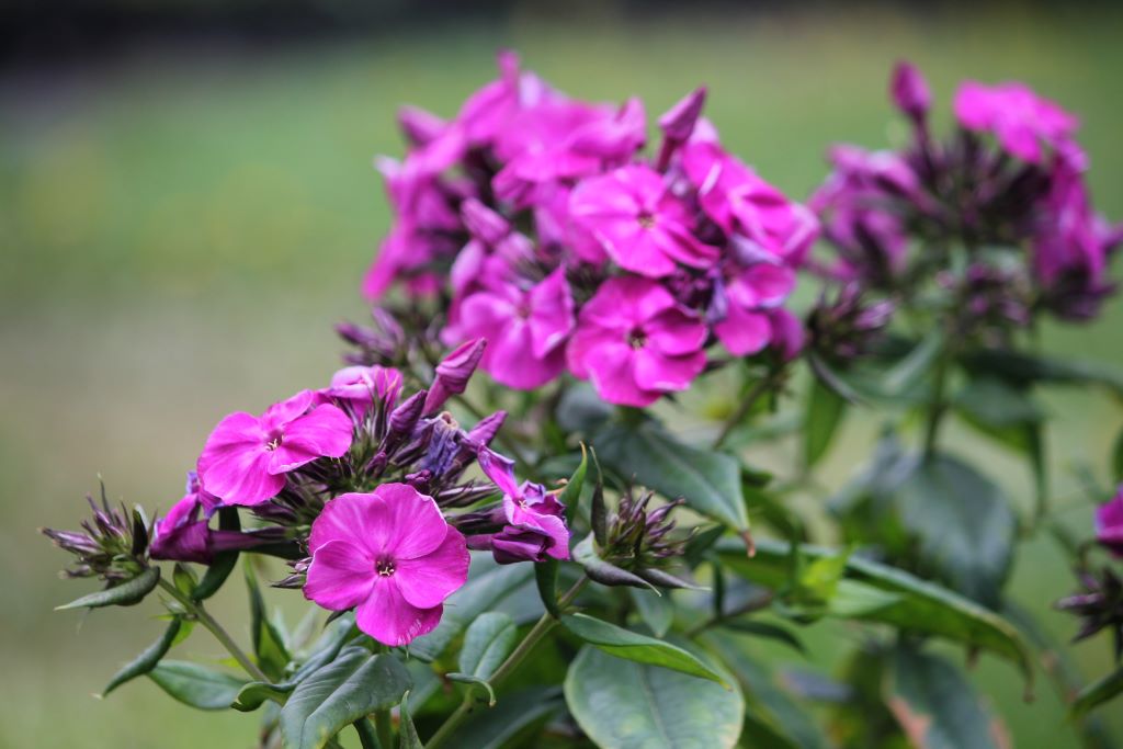 Syysleimu 'Bambini Desire'