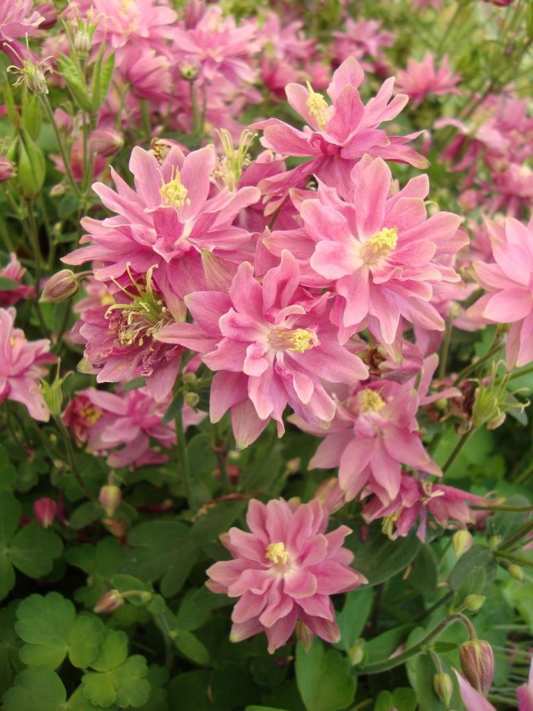 Lehtoakileija Clementine Salmon Rose