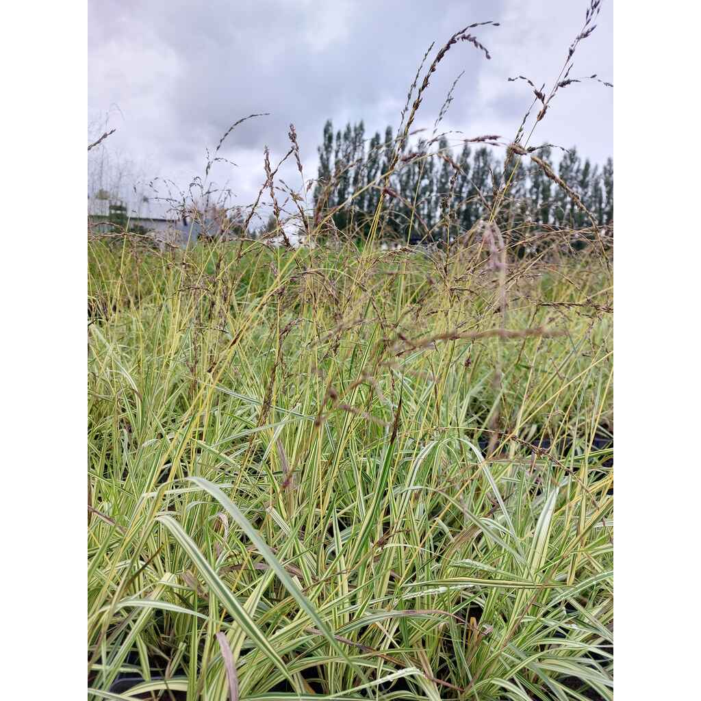 Kirjosiniheinä 'Variegata'