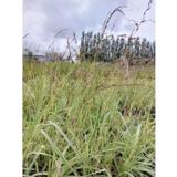 Kirjosiniheinä Variegata