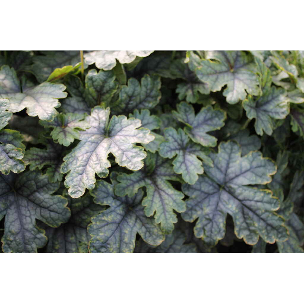 haltiankukka 'Blue Ridge'