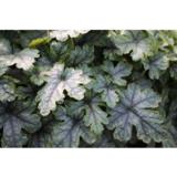 Haltiankukka Blue Ridge