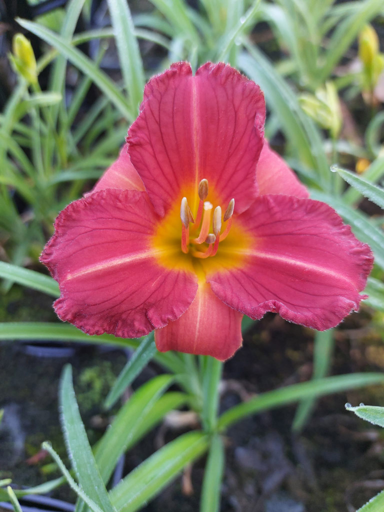 Tarhapäivänlilja stella rouge