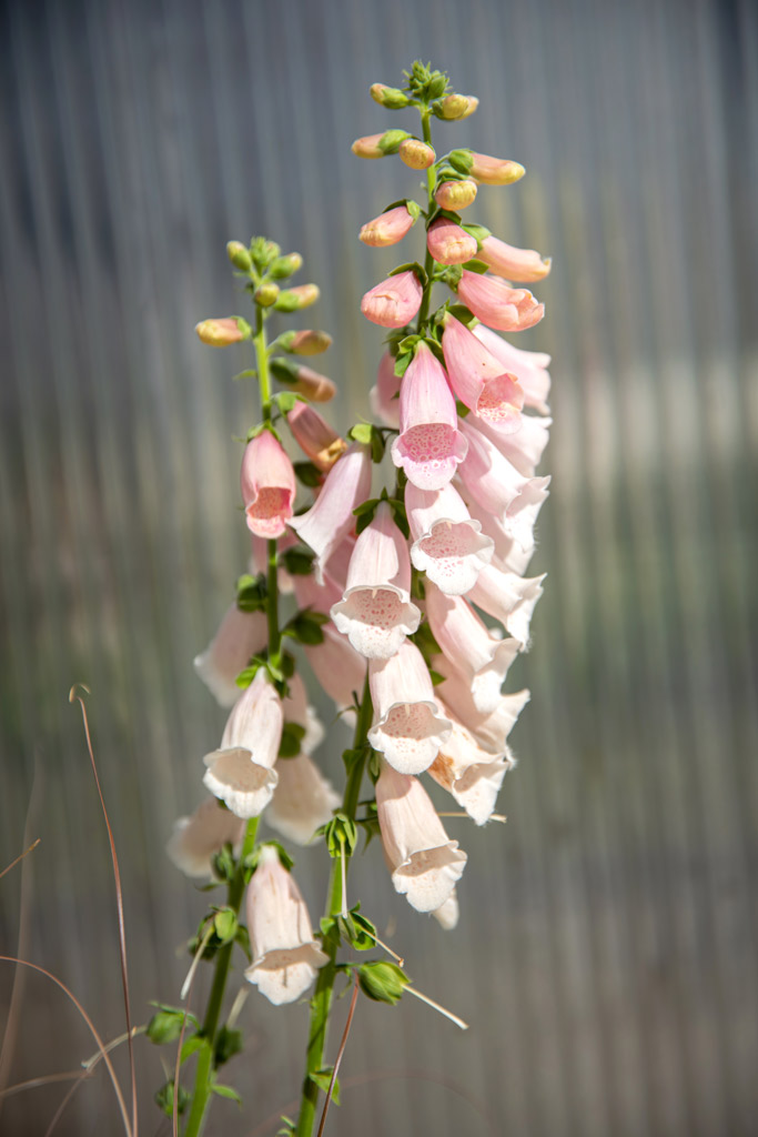 Rohtosormustinkukka Apricot