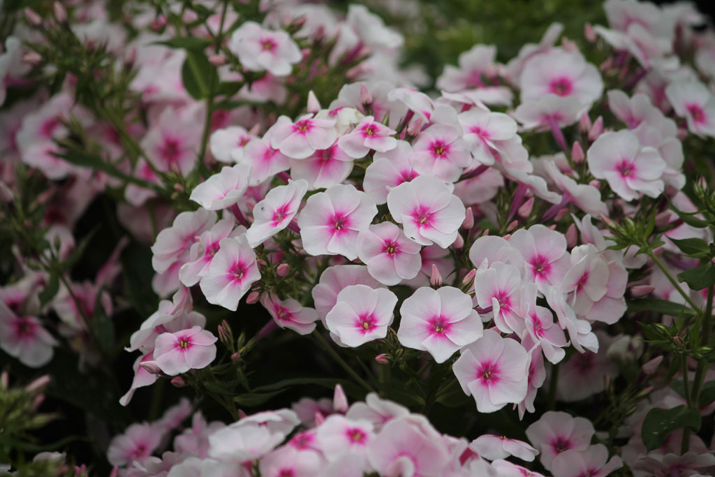 Syysleimu Soft Pink