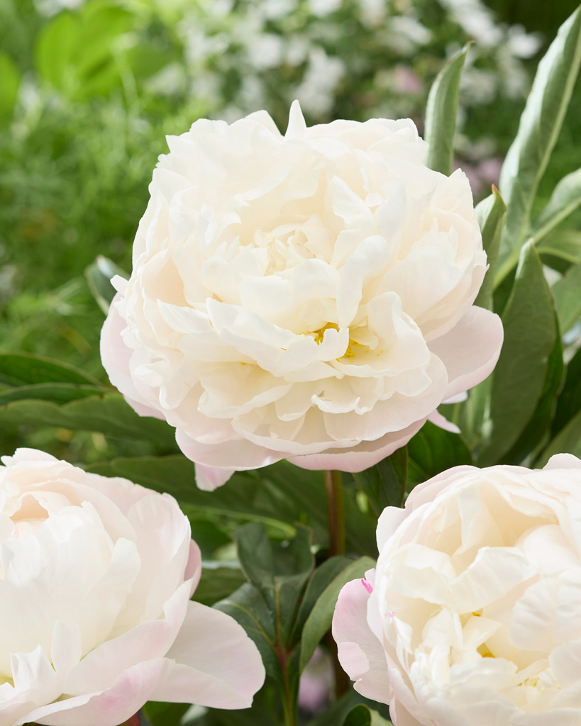 Valkoinen Kiinanpioni Gardenia