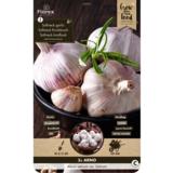 Valkosipuli Arno 3 kpl