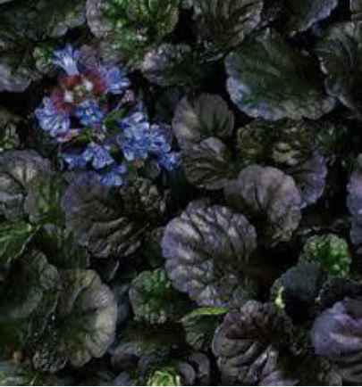 Rönsyakankaali Black Scallop