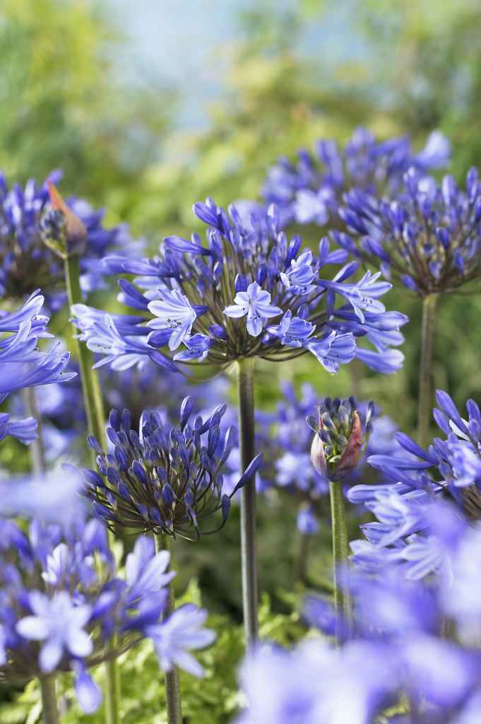 Sinisarja Blue
