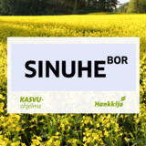 Siemenkevätrypsi Sinuhe BOR