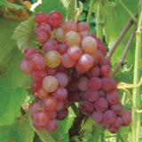 Viiniköynnös Somerset Seedless, astiakoko 2L