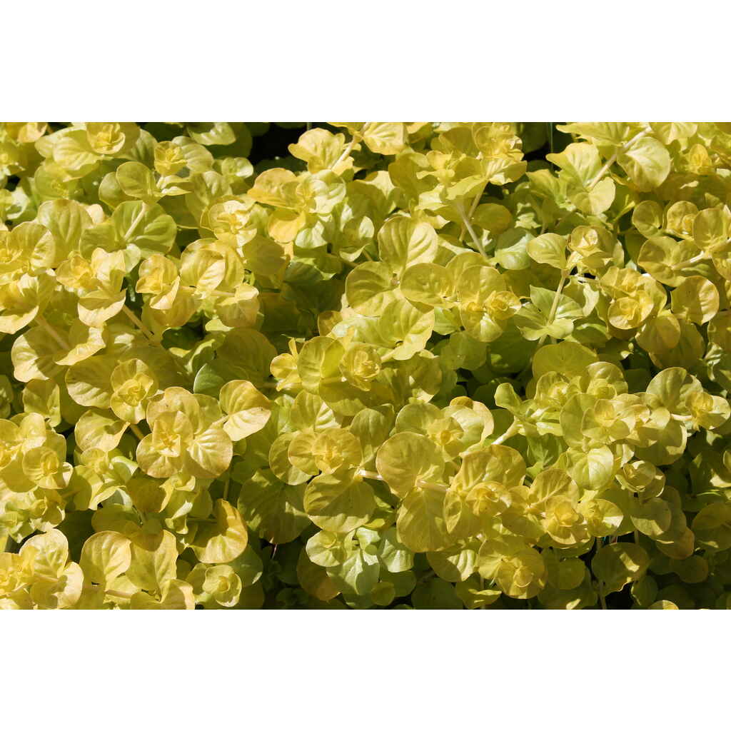 Suikeroalpi 'Aurea'