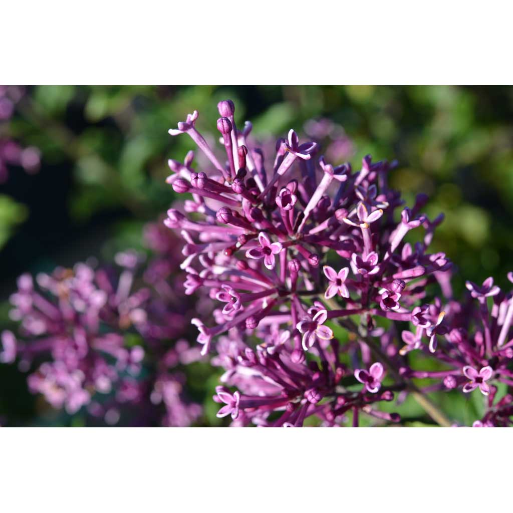 Pikkusyreeni Bloomerang Dark Purple