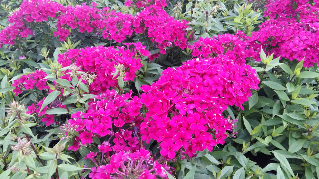 Syysleimu Early Cerise