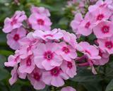 Syysleimu Early Pink Dark Eye