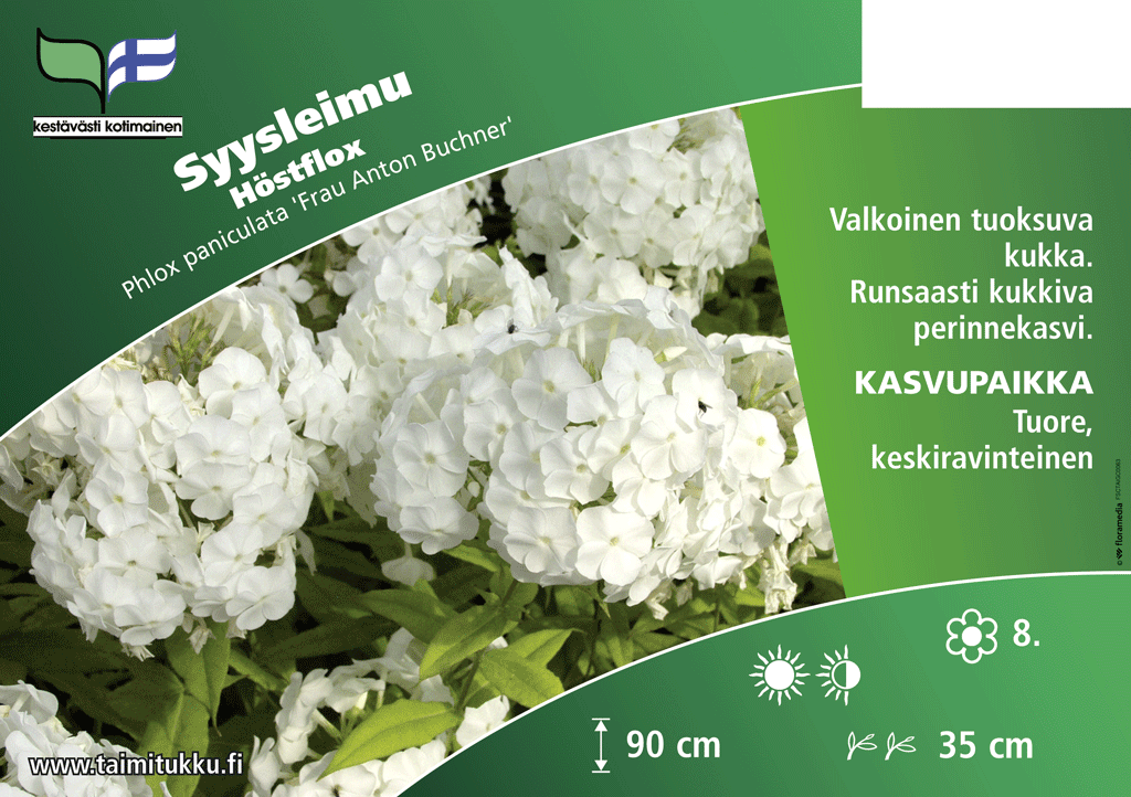 Syysleimu Frau Anton Buchner valk.