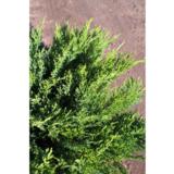 Rohtokataja Tamariscifolia, myyntileveys 30-40 cm