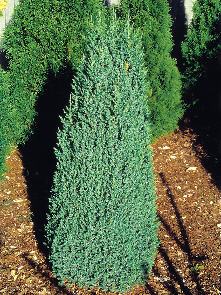 Kiinankataja Stricta, 30-40 cm
