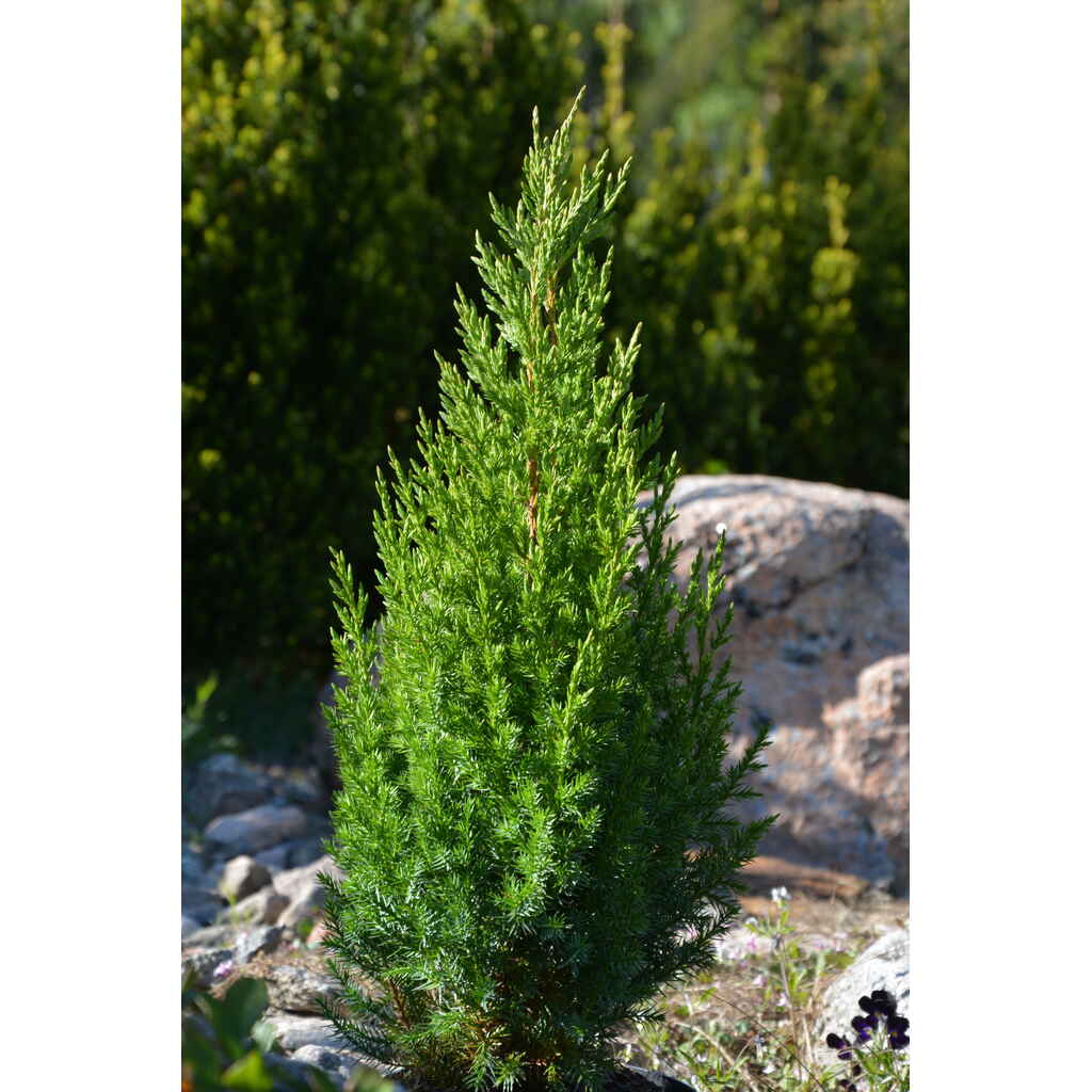 kiinankataja 'Stricta'