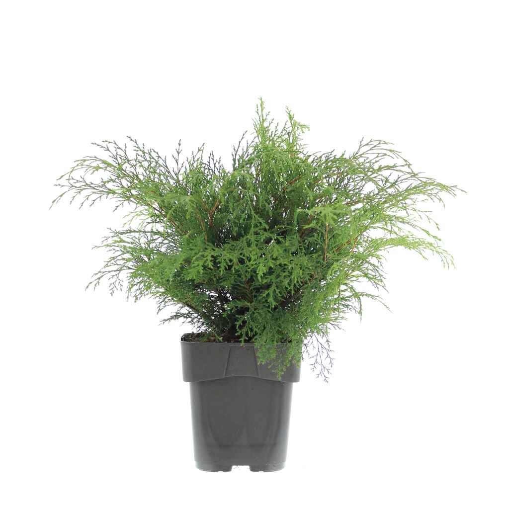 Tuivio 20-30 cm