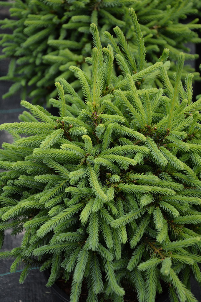 Siilivalkokuusi Echiniformis