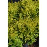 Pallotuija Golden Globe, myyntileveys 40-50 cm