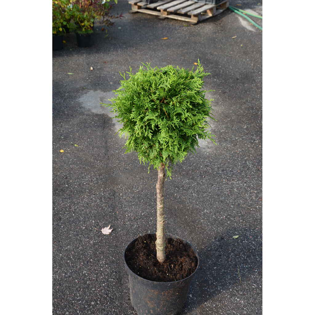 Timanttituija Smaragd rungollinen taimi