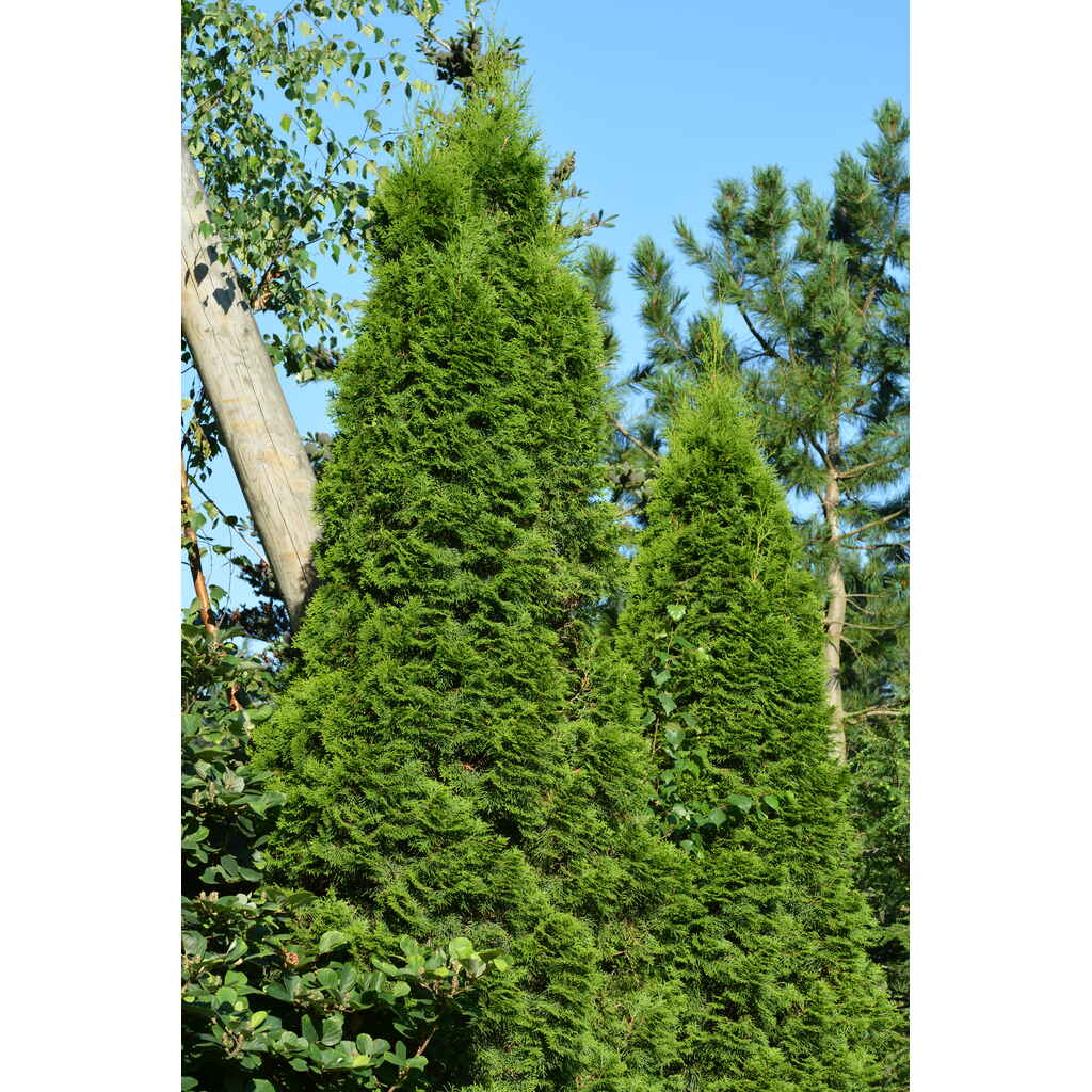 Timanttituija Smaragd 140-160 cm