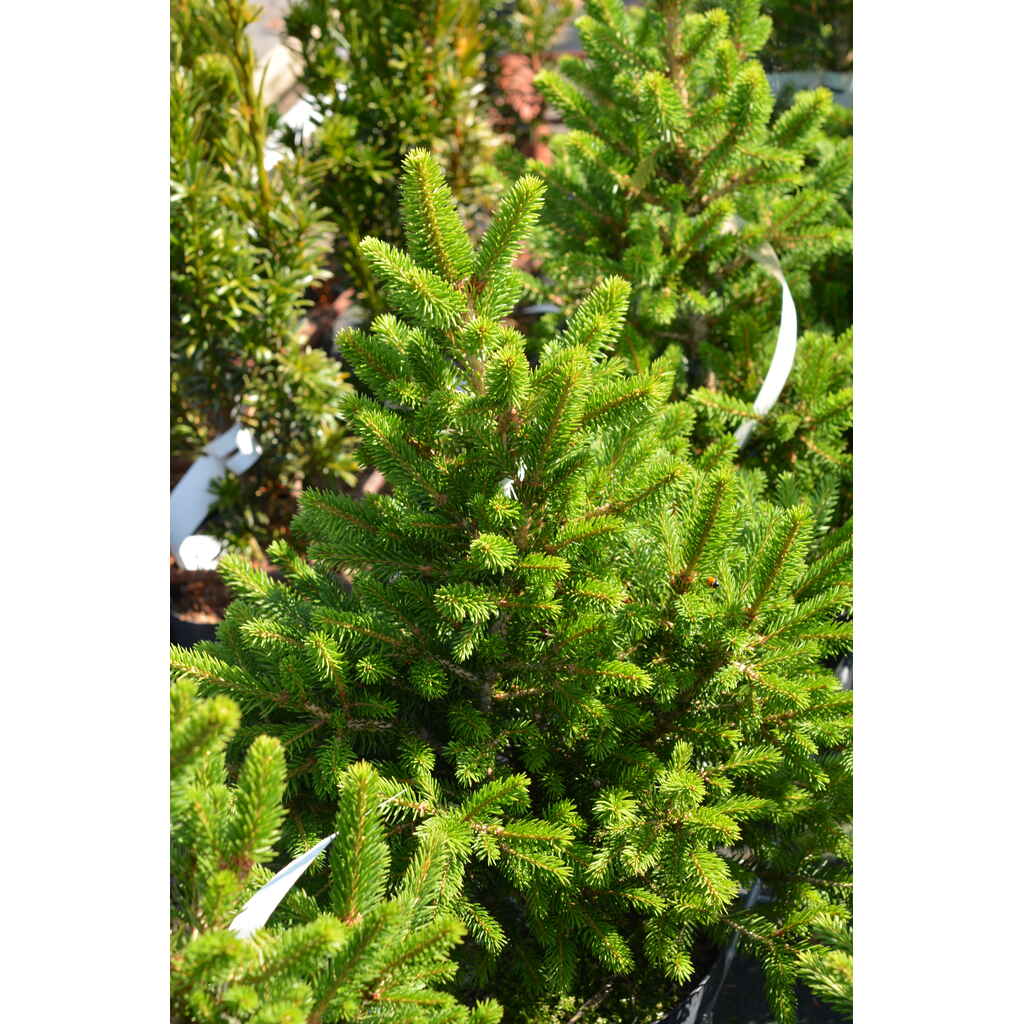 Kääpiökuusi 'Wills Zwerg'