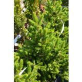 Kääpiökuusi Wills Zwerg