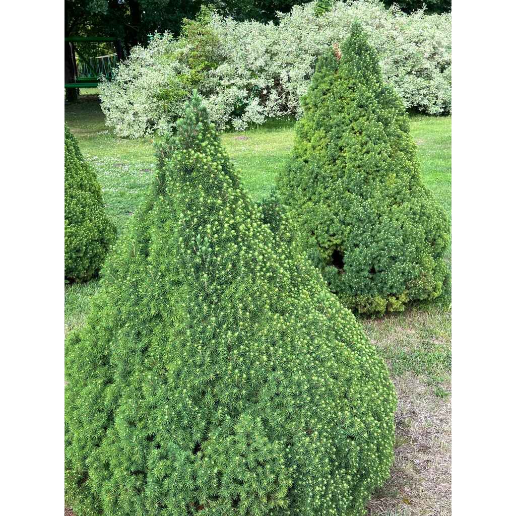 Kartiovalkokuusi 'Conica'