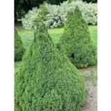 Kartiovalkokuusi Conica, myyntikorkeus 40-50 cm