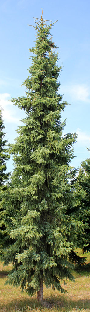 Mustakuusi 40-60 cm