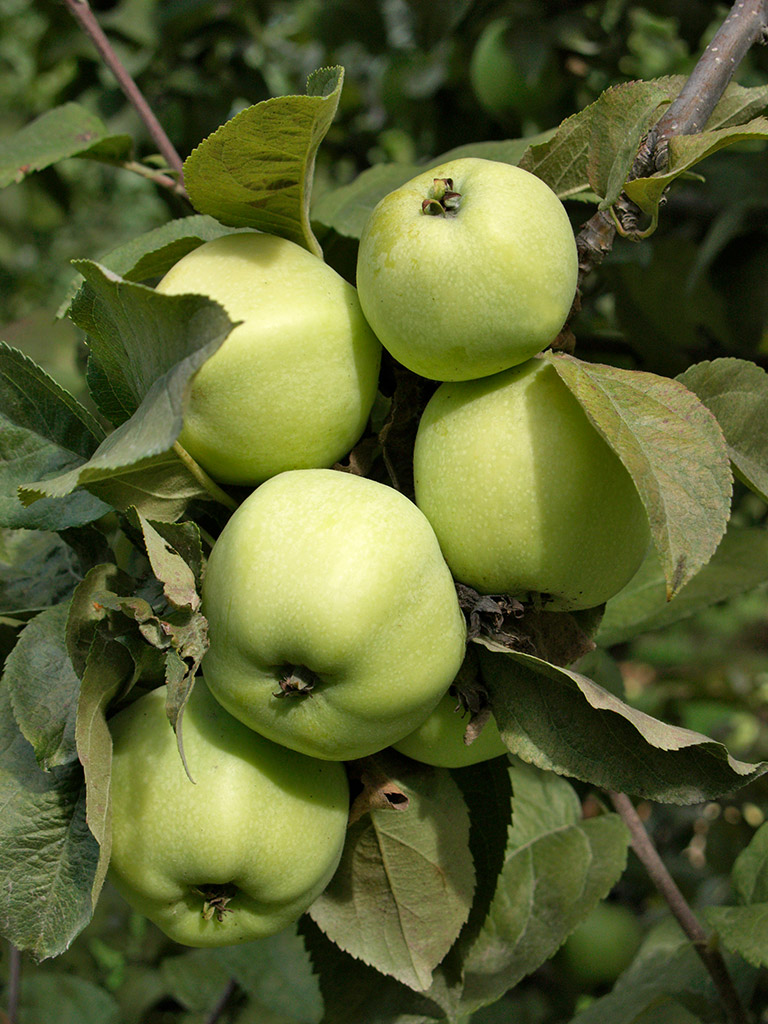 Omenapuu Antonovka