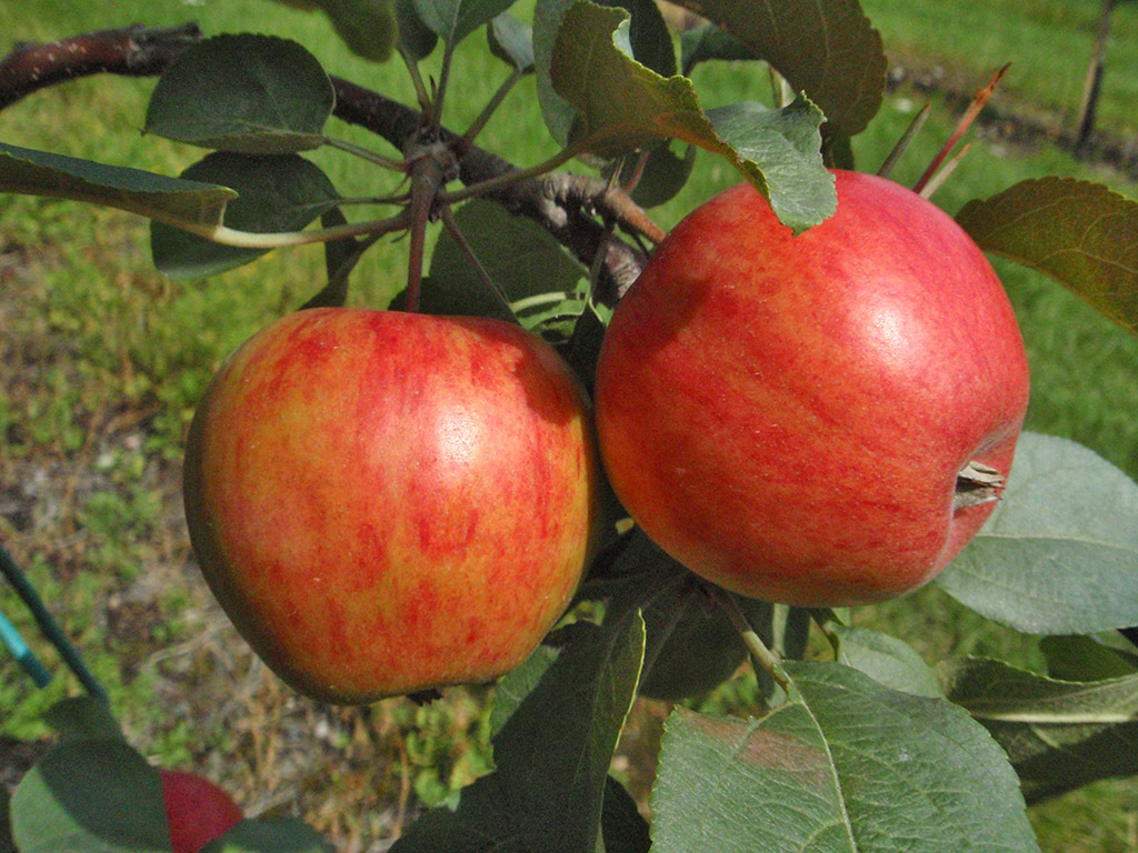 Omenapuu Pirja