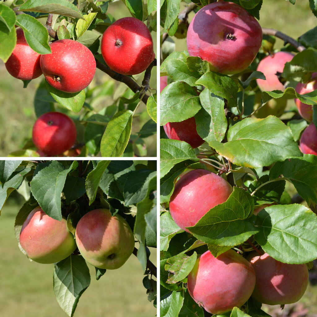 Omenapuu perheomenapuu hillittykasvuinen