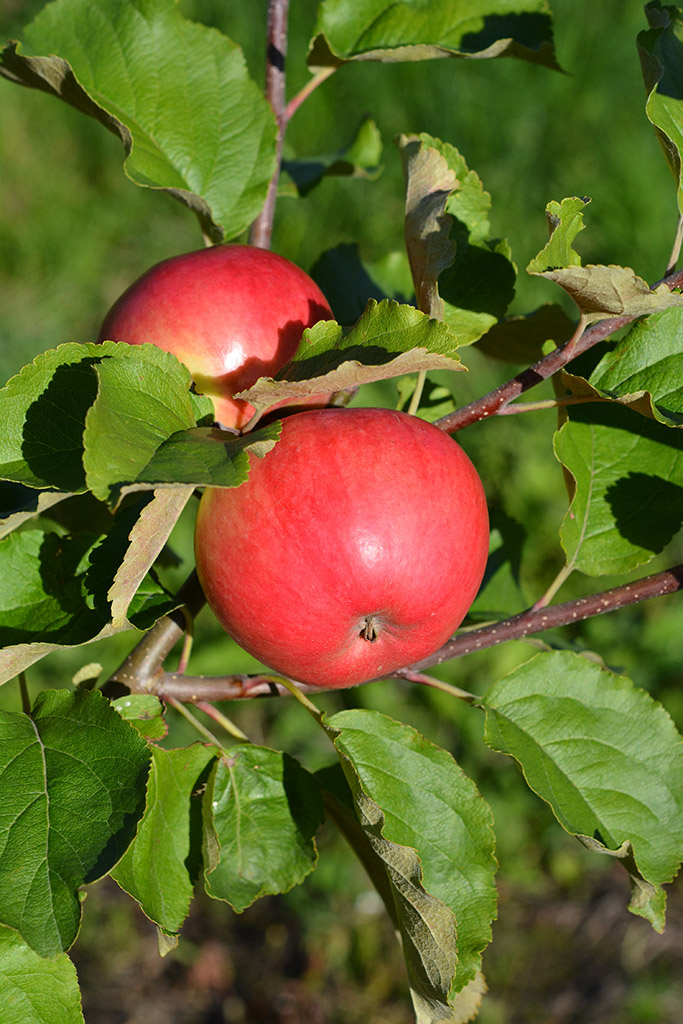 Omenapuu Railamo