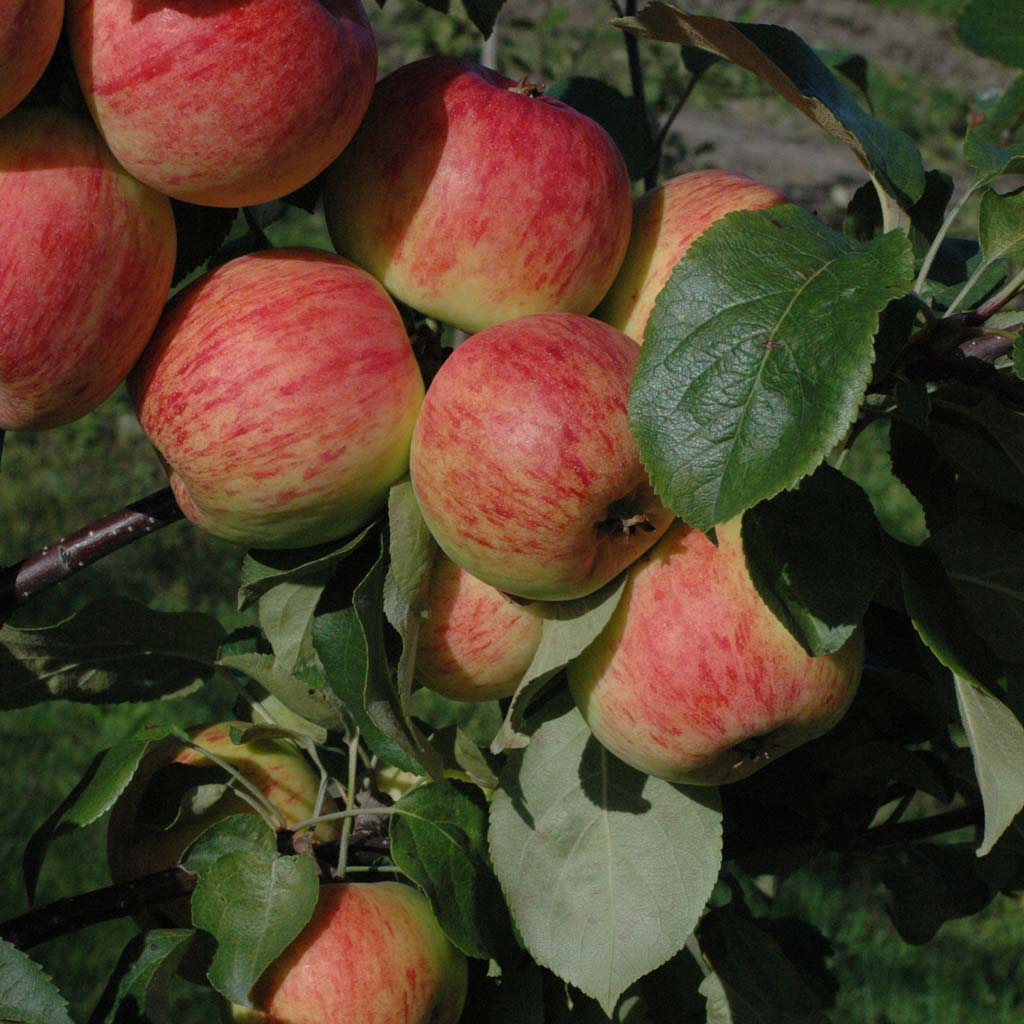 Omenapuu Harlamovski
