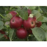 Omenapuu Petteri hillittykasvuinen