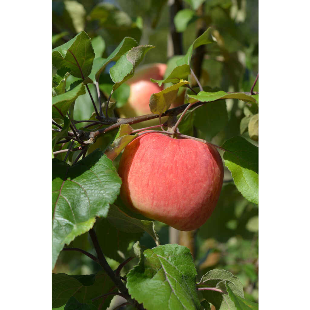 Omenapuu suometar