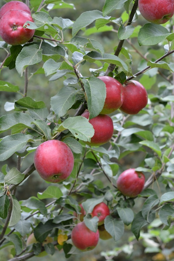 Omenapuu 'Tohoku'