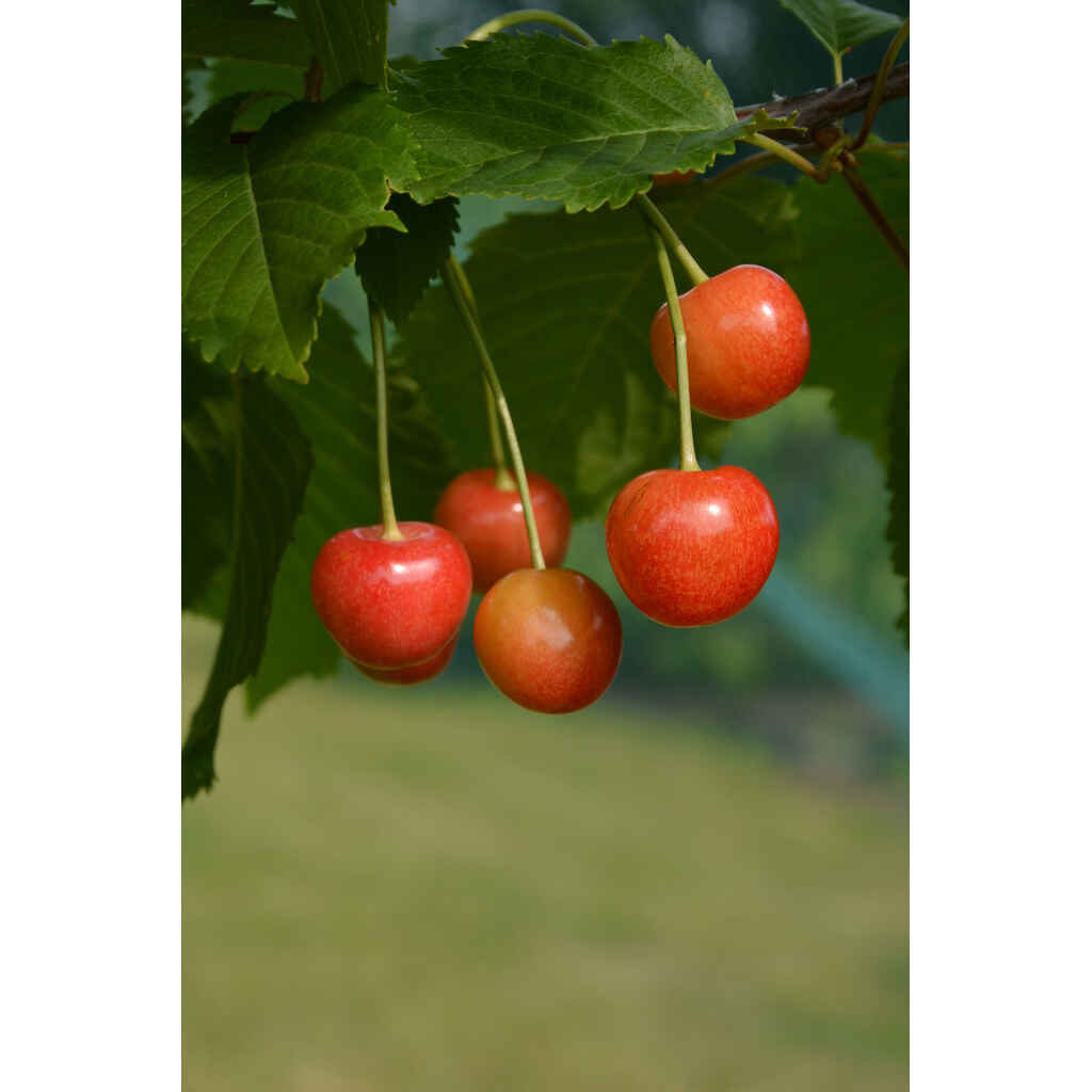 Makeakirsikka 'Madissoni Roosa'