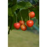 Makeakirsikka Madissoni Roosa