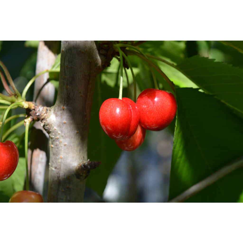 Makeakirsikka Stella