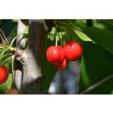 Makeakirsikka Stella