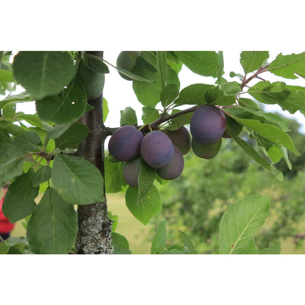 Luumupuu 'Vaarin Siniluumu'