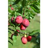 Kirsikkaluumu Kometa