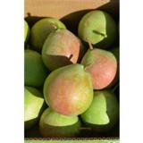 Päärynäpuu Mramornaja