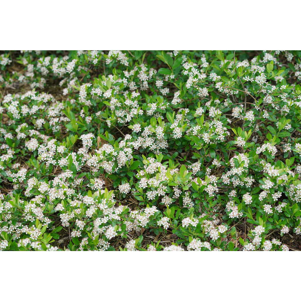 Musta-aronia Revontuli Spreader