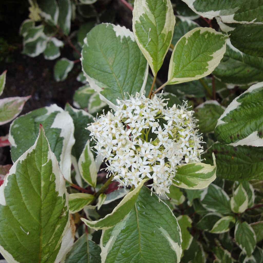 Valkokirjokanukka 'Sibirica Variegata'